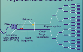 PCR