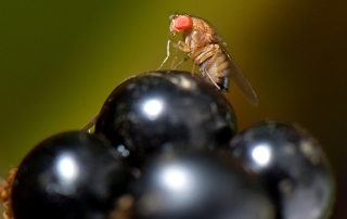 Oct. 2, 2011 - Roseburg, Oregon, U.S - A fruit fly alights on a ripe blackberry in a thicket on a farm near Roseburg.  Most fruit flies are simply considered nuisance flies as they breed on rotting material.  Some species, like the Asian spotted wing Dros