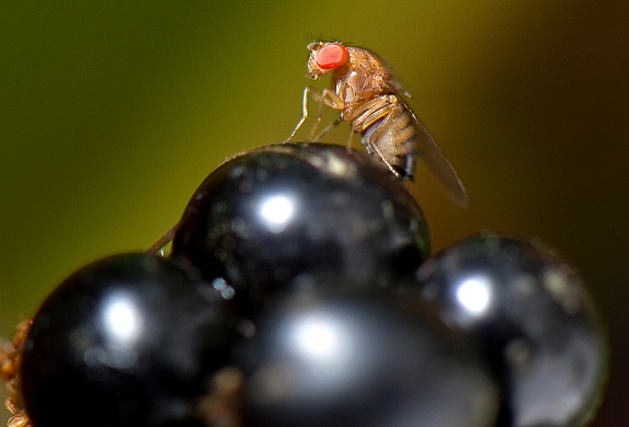 Oct. 2, 2011 - Roseburg, Oregon, U.S - A fruit fly alights on a ripe blackberry in a thicket on a farm near Roseburg.  Most fruit flies are simply considered nuisance flies as they breed on rotting material.  Some species, like the Asian spotted wing Dros